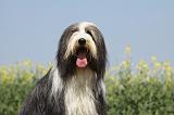 BEARDED COLLIE 199